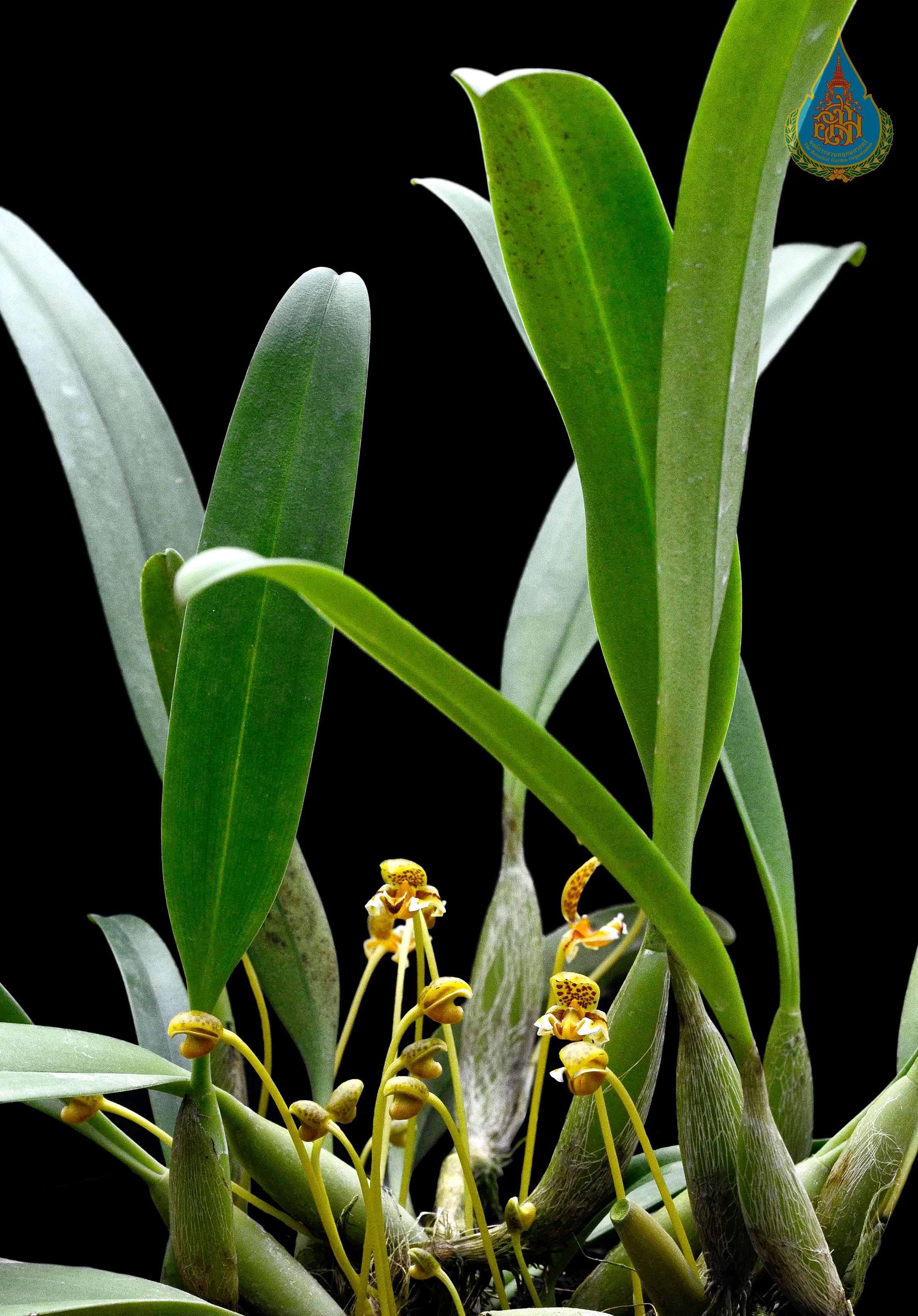 สิงโตนางรำ Bulbophyllum pteroglossum Schltr.<br/>ORCHIDACEAE
